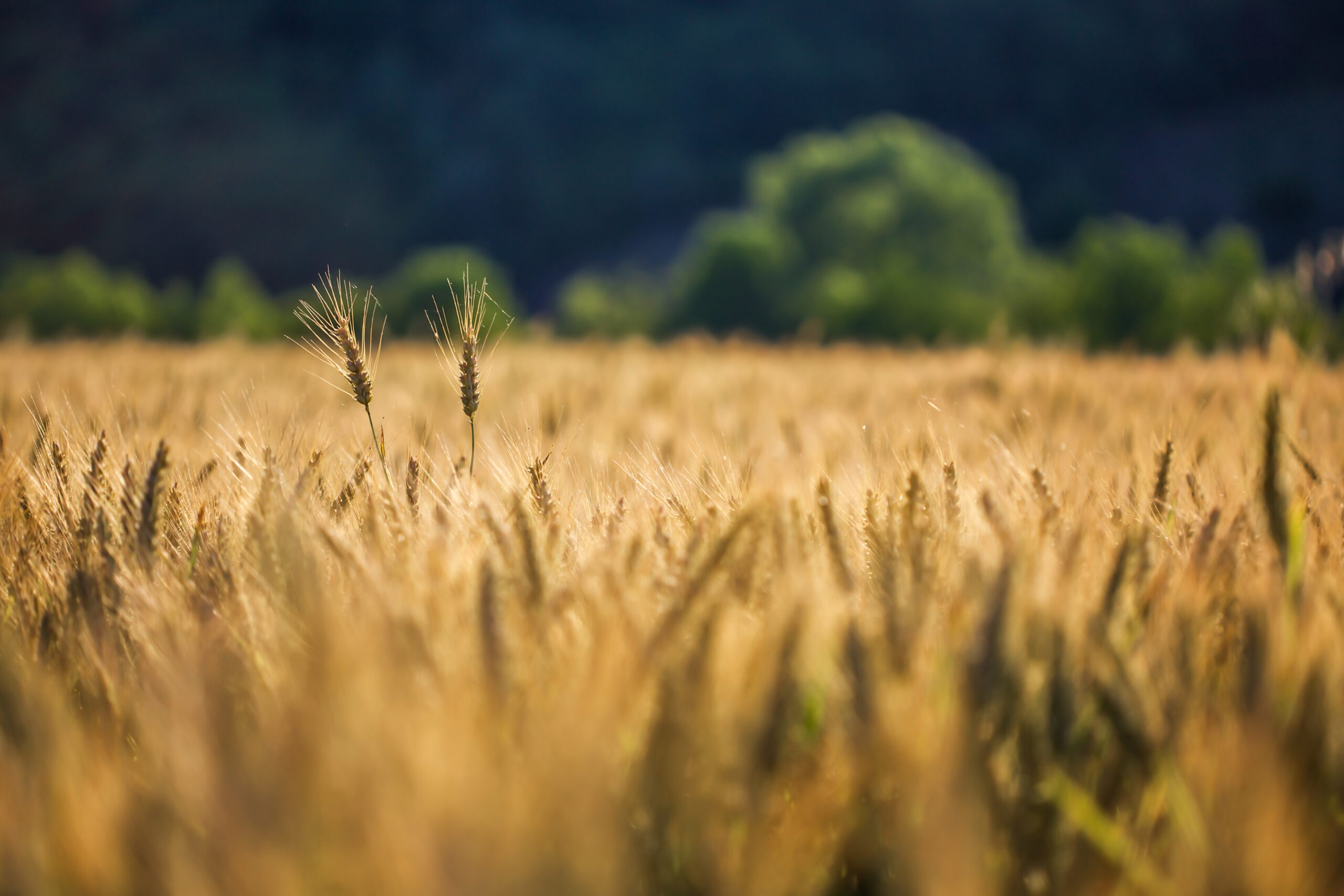 Selective shot of golden wheat in a wheat field with a blurred background